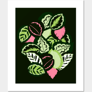 Calathea Posters and Art